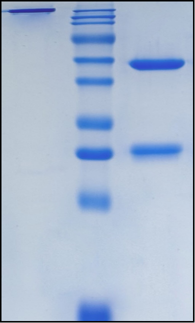 (Gatralimab)Biosimilar Reference Antibody