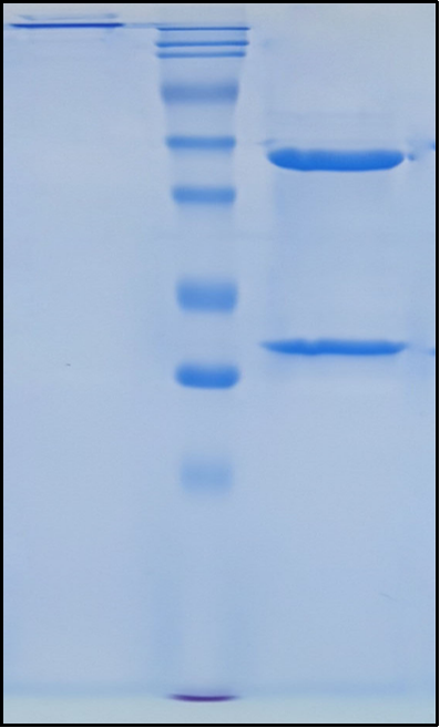 (Gedivumab)Biosimilar Reference Antibody