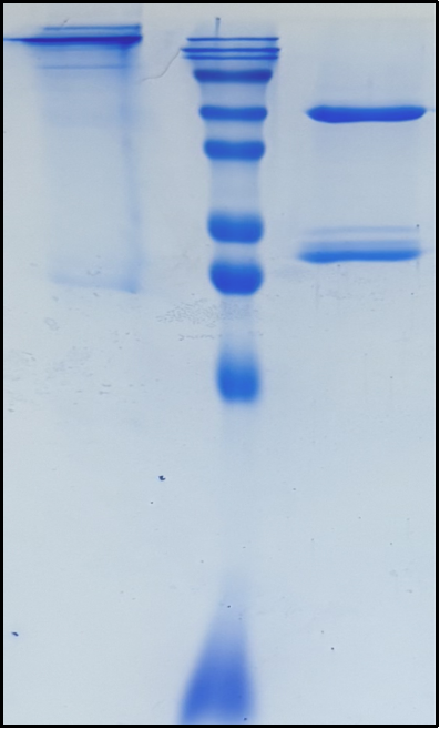 (Gemtuzumab)Biosimilar Reference Antibody