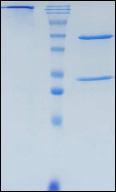 (Geptanolimab)Biosimilar Reference Antibody