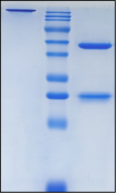 (Giloralimab)Biosimilar Reference Antibody