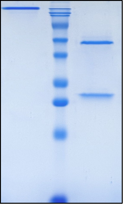 (Gilvetmab)Biosimilar Reference Antibody