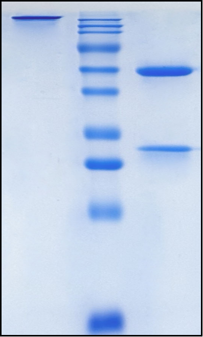 (Golocdacimab)Biosimilar Reference Antibody