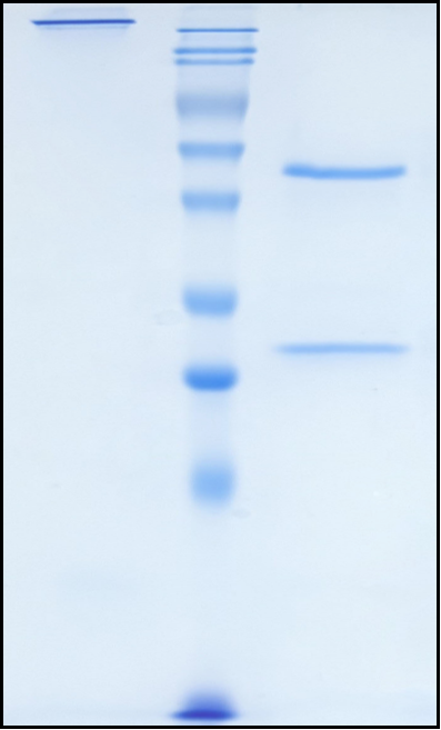 (Gosuranemab)Biosimilar Reference Antibody
