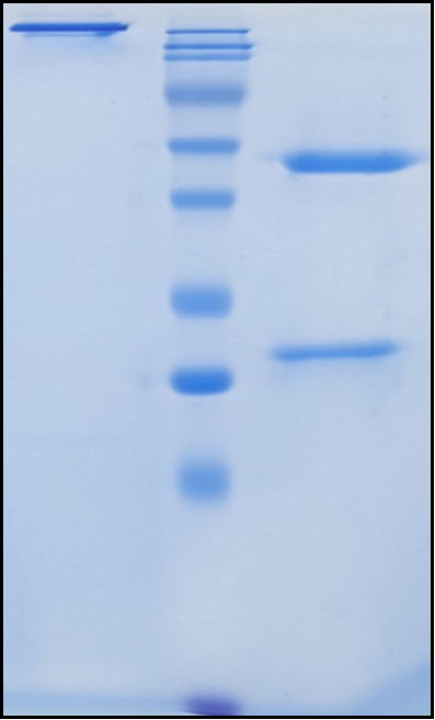 (Gotistobart)Biosimilar Reference Antibody
