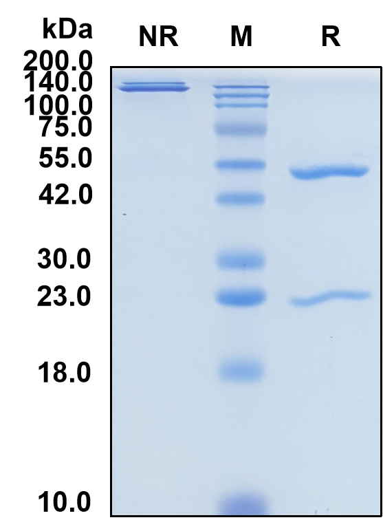 (Grisnilimab)Biosimilar Reference Antibody(CD7)(CAS NO:2367001-70-3)