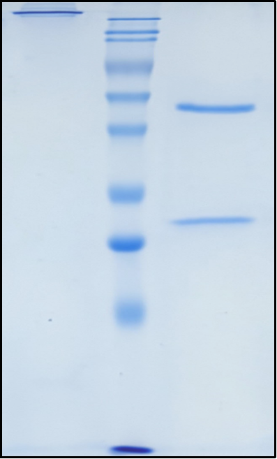 (Gruticibart)Biosimilar Reference Antibody