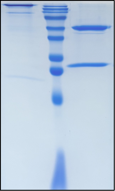 (Ianalumab)Biosimilar Reference Antibody