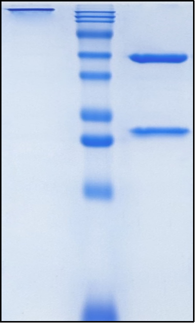 (Ibentatug)Biosimilar Reference Antibody