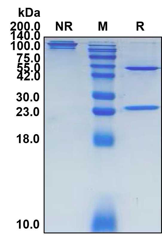 (Icatolimab) Biosimilar Reference Antibody (BTLA)(CAS NO:1610943-06-0)