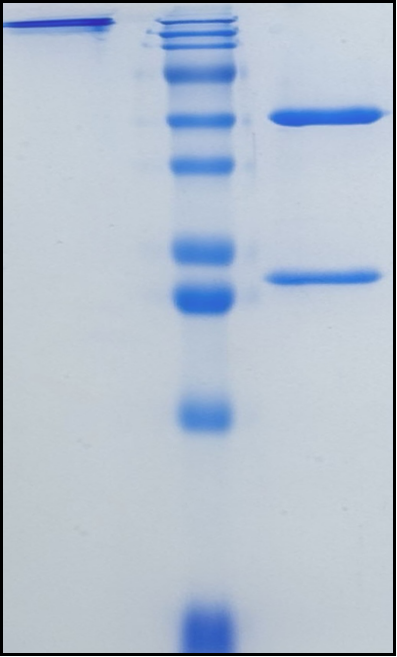 (Icrucumab)Biosimilar Reference Antibody