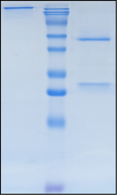 (Idactamab)Biosimilar Reference Antibody