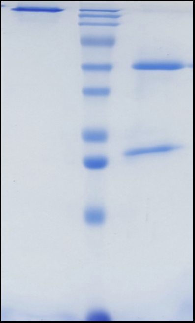 (Ieramilimab)Biosimilar Reference Antibody