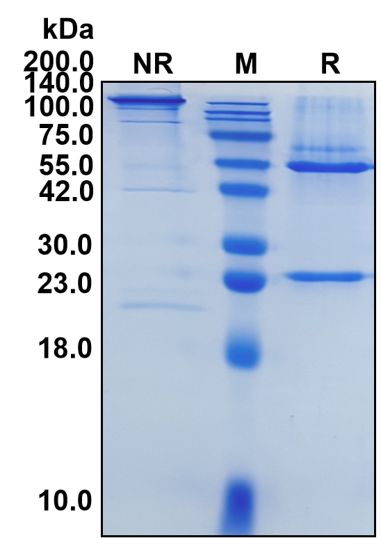 (Ifabotuzumab)Biosimilar Reference Antibody
