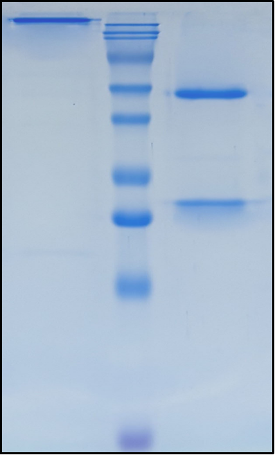 (Ifinatamab)Biosimilar Reference Antibody