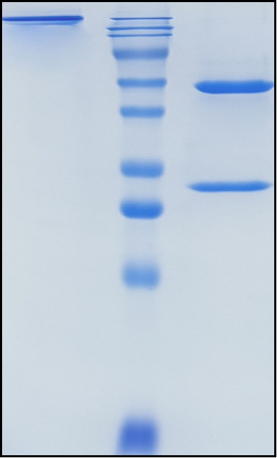 (Iladatuzumab)Biosimilar Reference Antibody