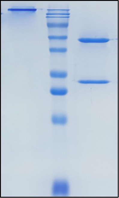 (Imalumab)Biosimilar Reference Antibody