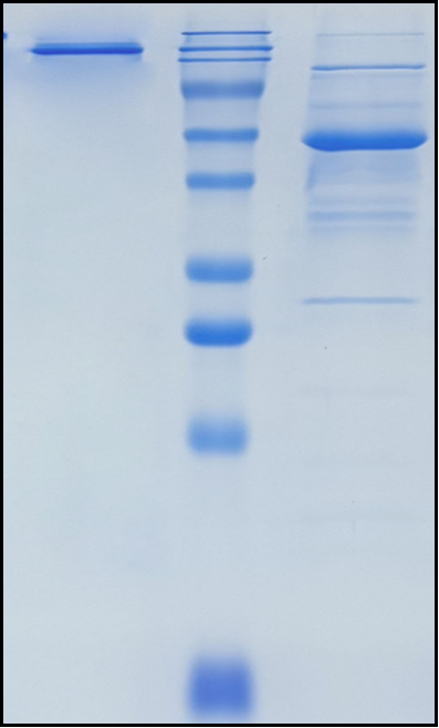 (Imgatuzumab)Biosimilar Reference Antibody