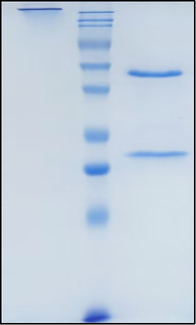 (Imsidolimab)Biosimilar Reference Antibody
