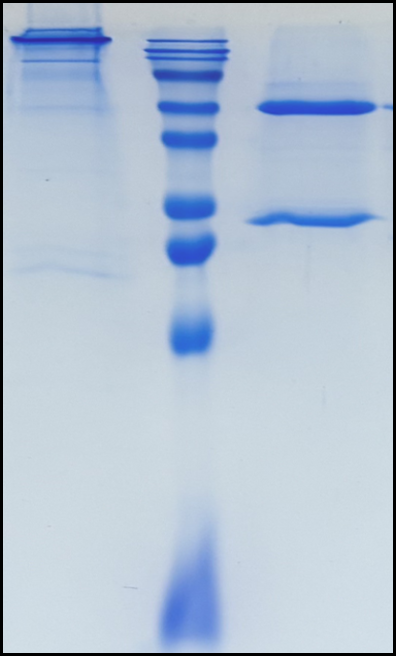 (Indatuximab)Biosimilar Reference Antibody