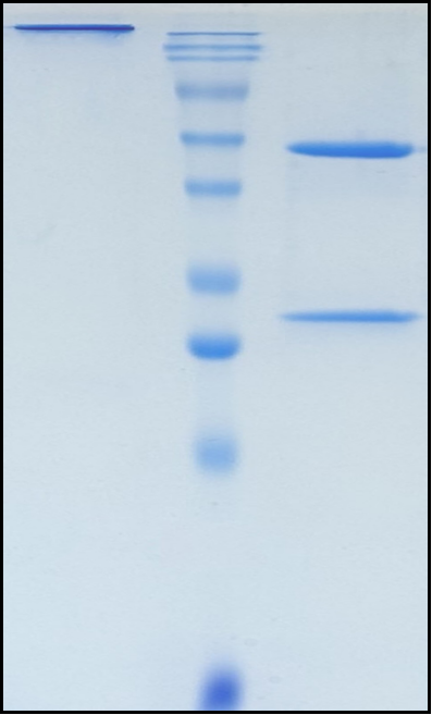 (Indusatumab)Biosimilar Reference Antibody