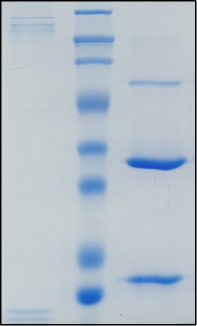 (Inebilizumab)Biosimilar Reference Antibody