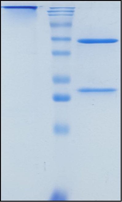 (Intetumumab)Biosimilar Reference Antibody