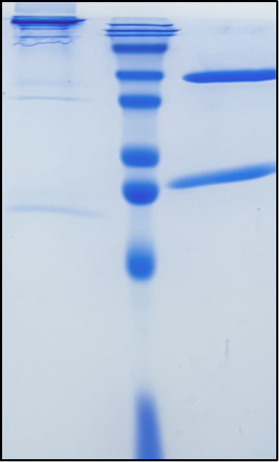 (Ipilimumab)Biosimilar Reference Antibody