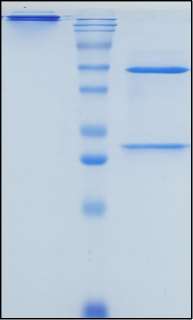 (Isatuximab)Biosimilar Reference Antibody