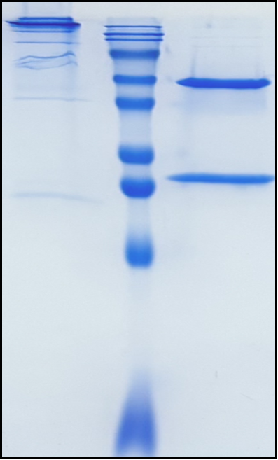 (Iscalimab)Biosimilar Reference Antibody