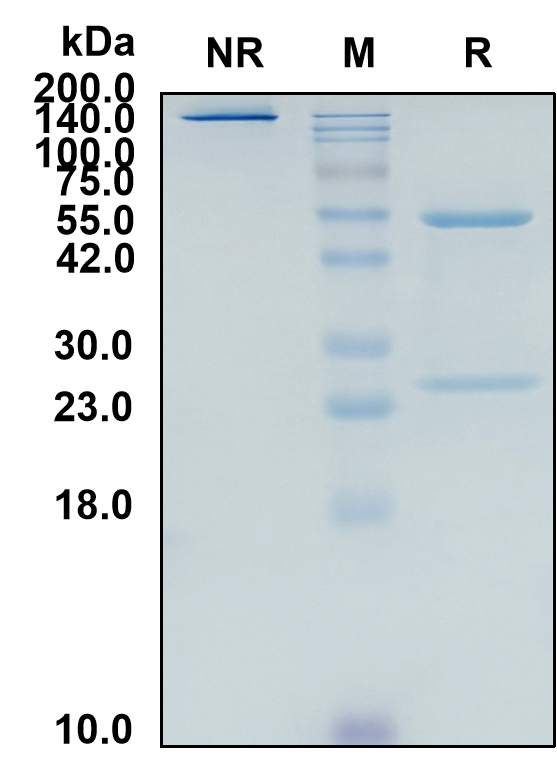 (Ispectamab)Biosimilar Reference Antibody(TNFRSF17/CD269/BCMA/TNFRSF13A)(CAS NO:2413386-21-5)