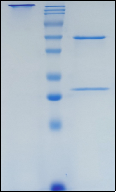 (Itepekimab)Biosimilar Reference Antibody