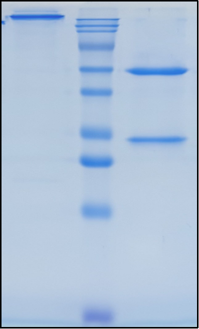 (Itolizumab)Biosimilar Reference Antibody