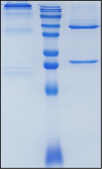 (Ivuxolimab)Biosimilar Reference Antibody