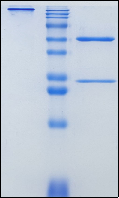 (Izastobart)Biosimilar Reference Antibody