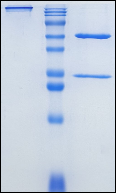 (Izeltabart)Biosimilar Reference Antibody
