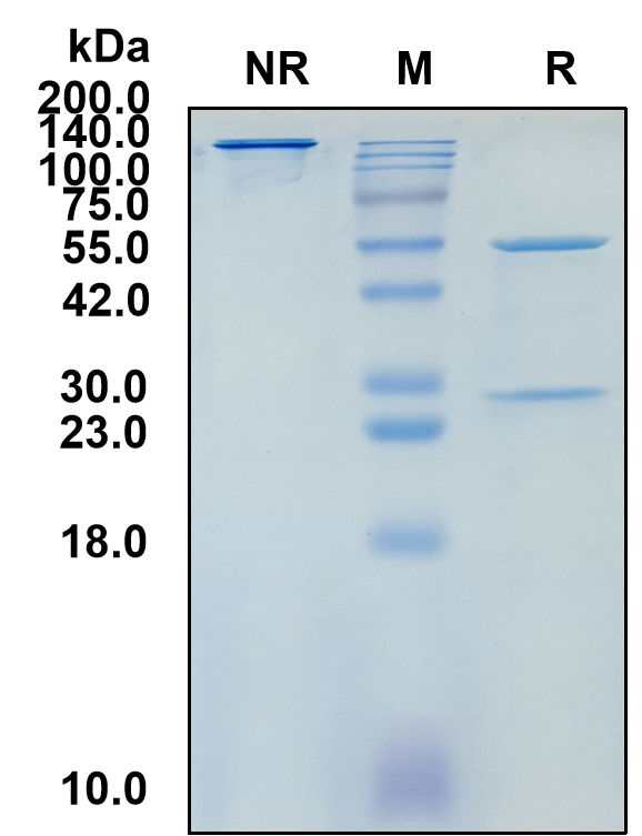 (Izenivetmab)Biosimilar Reference Antibody(NGFB (Canine))(CAS NO:2447755-72-6)
