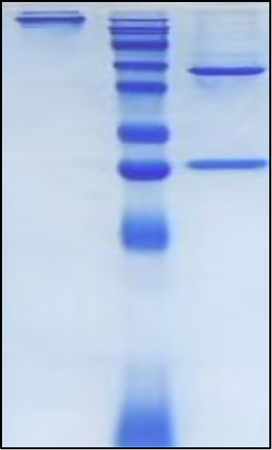(Labetuzumab)Biosimilar Reference Antibody