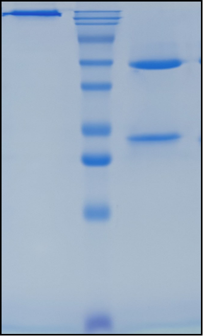 (Lacnotuzumab)Biosimilar Reference Antibody