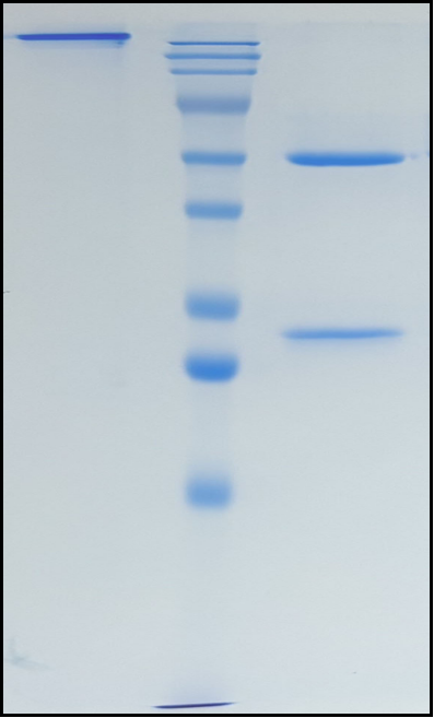 (Ladiratuzumab)Biosimilar Reference Antibody