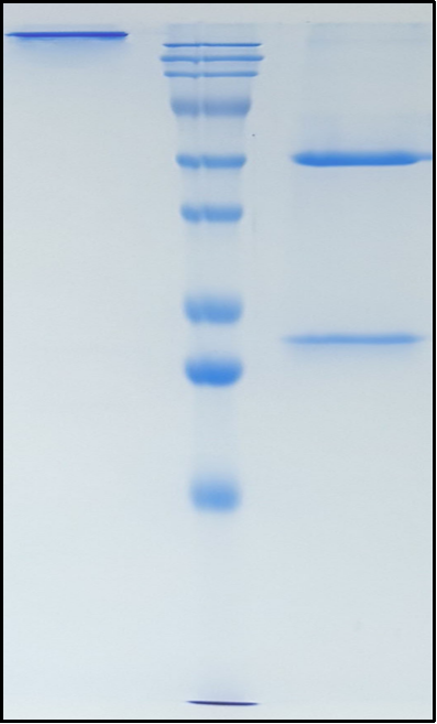 (Lafuvitug)Biosimilar Reference Antibody