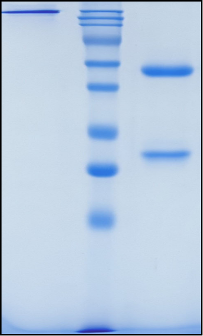 (Lancastotug)Biosimilar Reference Antibody