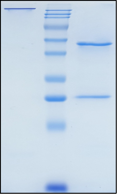 (Landogrozumab)Biosimilar Reference Antibody