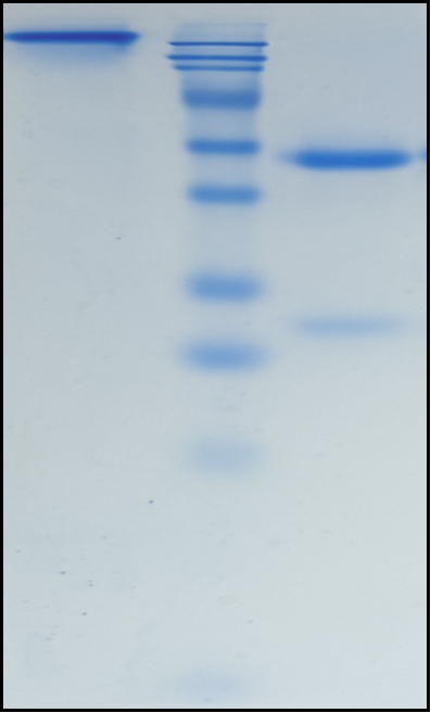 (Laprituximab)Biosimilar Reference Antibody