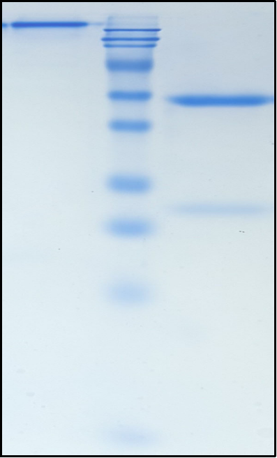 (Larcaviximab)Biosimilar Reference Antibody