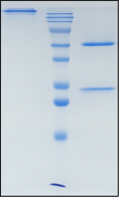 (Latozinemab)Biosimilar Reference Antibody