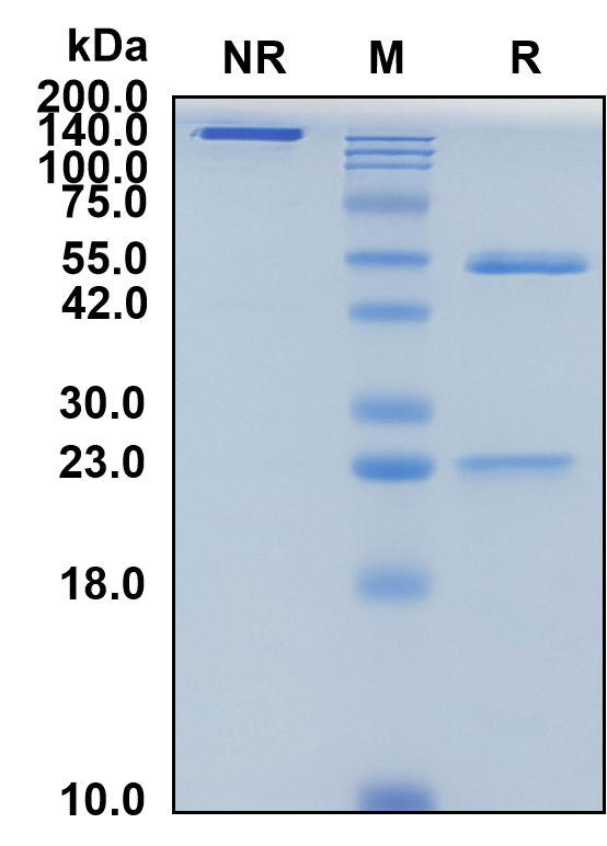 (Lemalesomab)Biosimilar Reference Antibody(NCA90/p95)(CAS NO:250242-54-7)