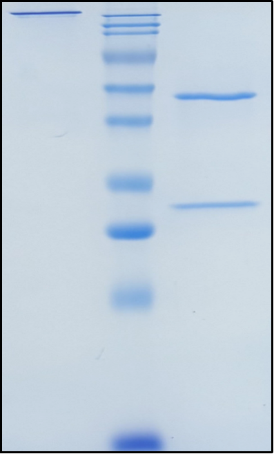 (Lemzoparlimab)Biosimilar Reference Antibody