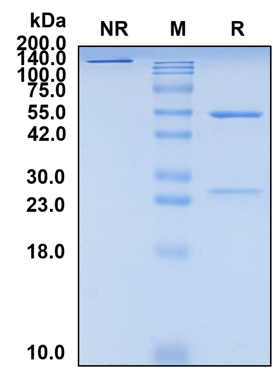 (Lesabelimab)Biosimilar Reference Antibody(PDL1/CD274)(CAS NO:2475402-56-1)