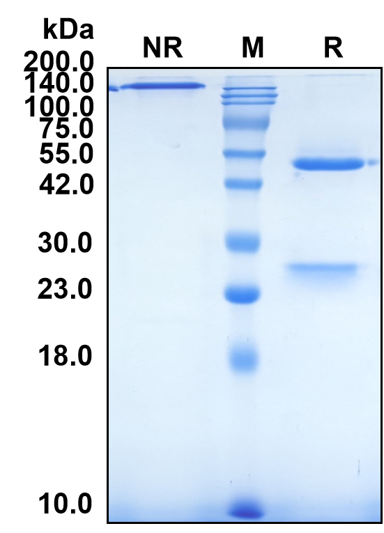 (Lexatumumab)Biosimilar Reference Antibody